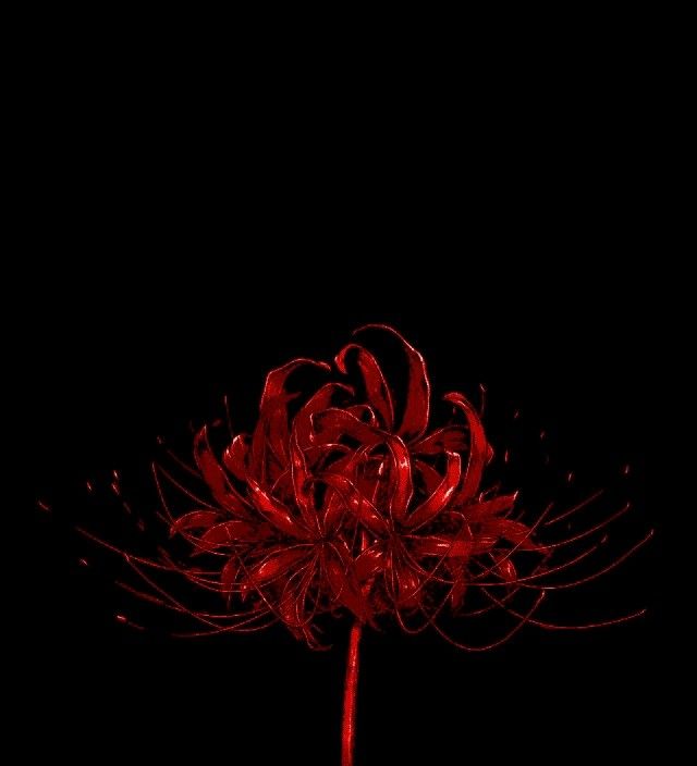 a red flower is in the dark with its petals sprout out from it