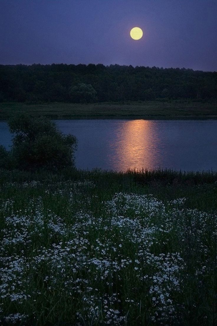 the full moon is setting over a body of water with wildflowers in the foreground