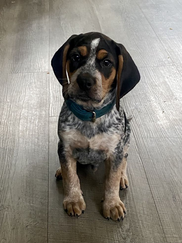 a small dog sitting on top of a wooden floor