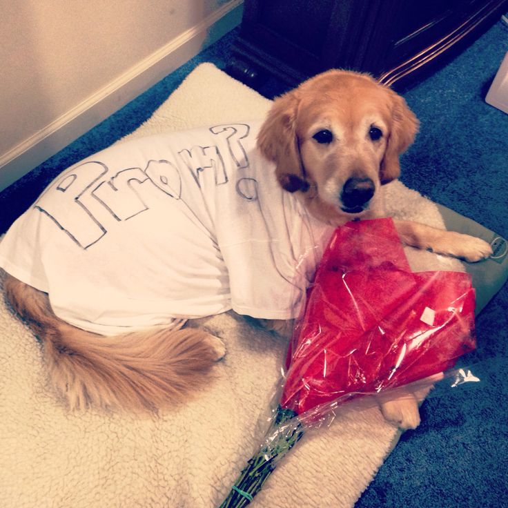 a dog wearing a t - shirt with the word detroit on it laying next to a bunch of flowers