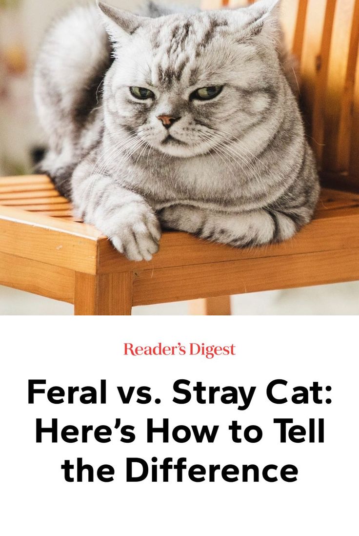 Before you approach that cat who suddenly showed up in your yard, read this first. Lost Cat, Feral Cats, Cat Facts, Stray Cat, Before And After Pictures, Cat Rescue, Cat Owners, Cat House, Animal Rescue