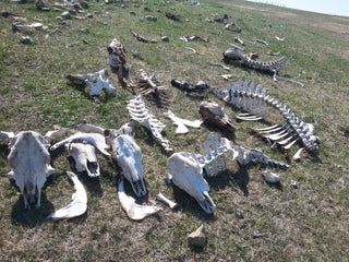 the dead animals are lying on the ground in the grass and there is no image here to provide a caption for