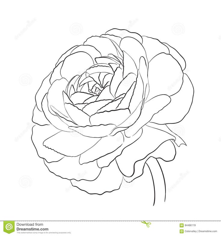 a black and white drawing of a rose