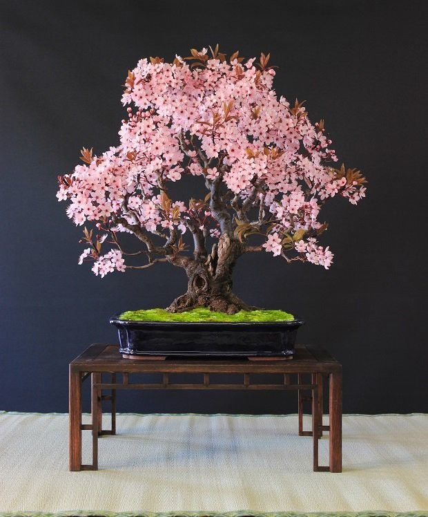 a bonsai tree with pink flowers in a black pot on a small wooden table