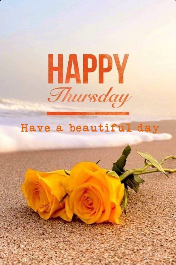 two yellow roses laying on the sand with an ocean in the background that says happy thursday have a beautiful day