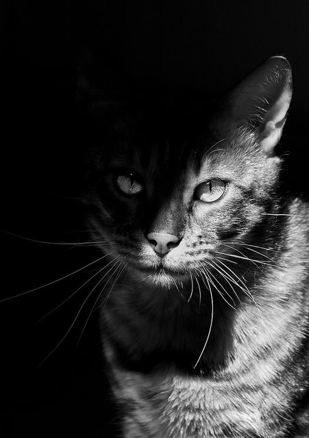 a black and white photo of a cat