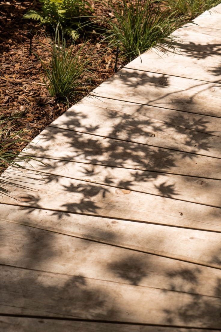 the shadow of a tree on a wooden walkway