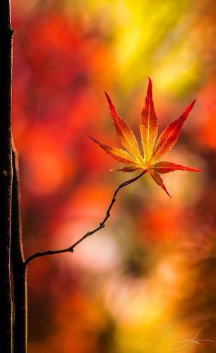 a single leaf on a twig in front of an autumn colored background with red, yellow and green leaves