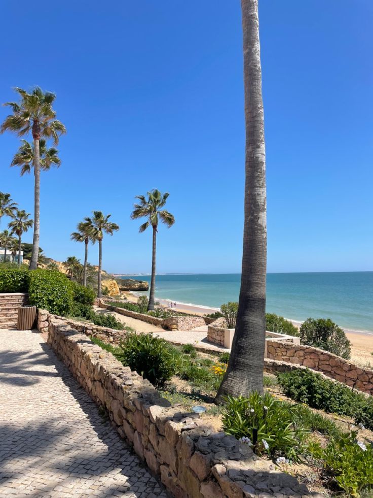 palm trees line the walkway to the beach