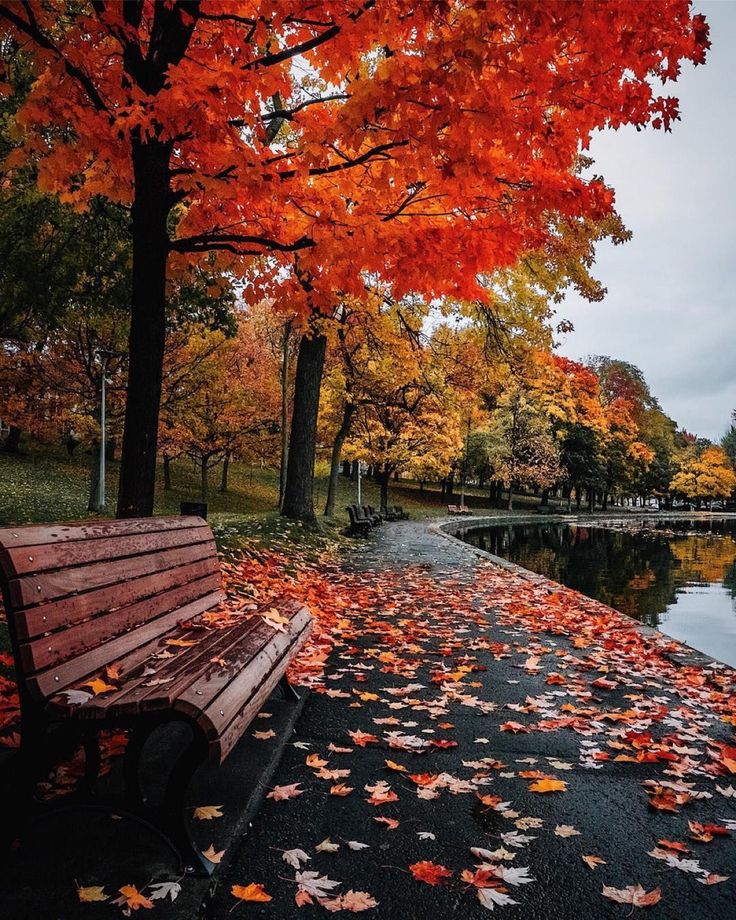 a park bench sitting next to a body of water surrounded by fall leaves