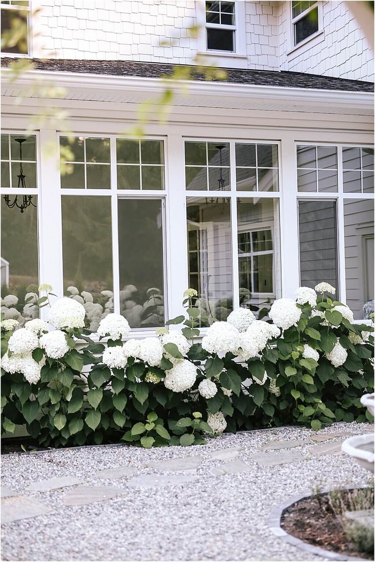 white flowers in front of a house with large windows