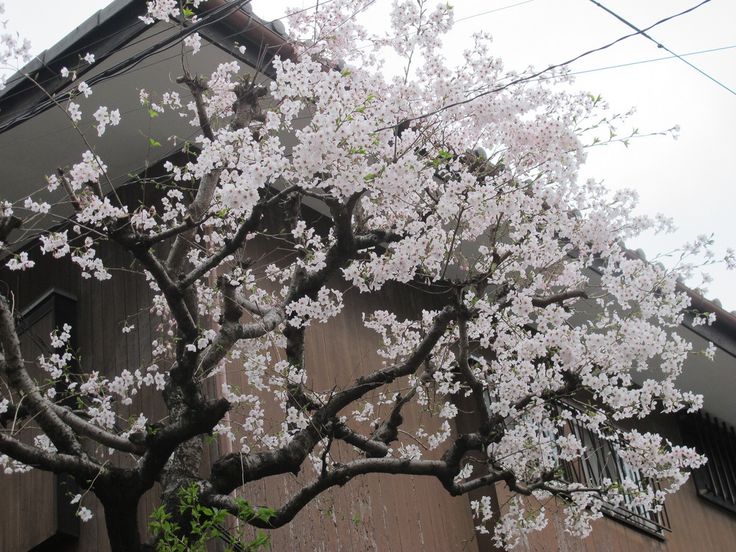 a tree with white flowers is in front of a brown and gray building on a cloudy day