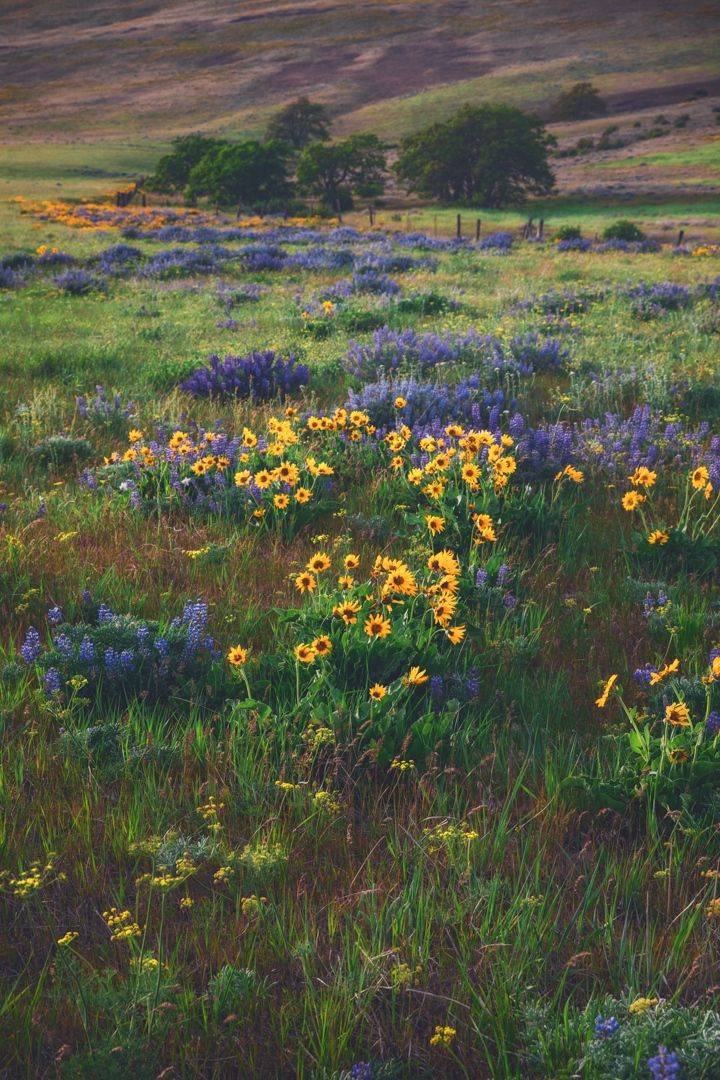 wildflowers and other flowers in a field with hills in the background at sunset