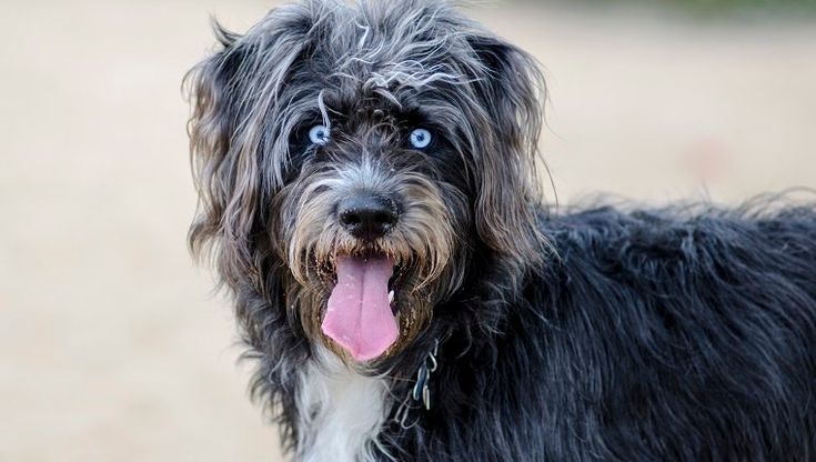 a black and white dog with its tongue out