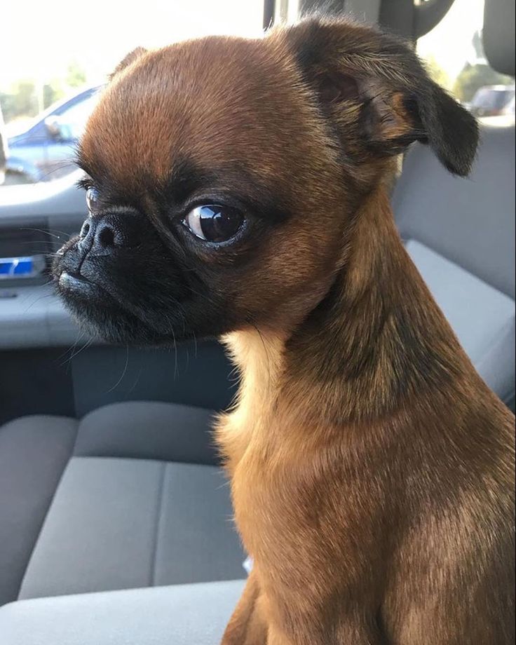 a small brown dog sitting in the back seat of a car