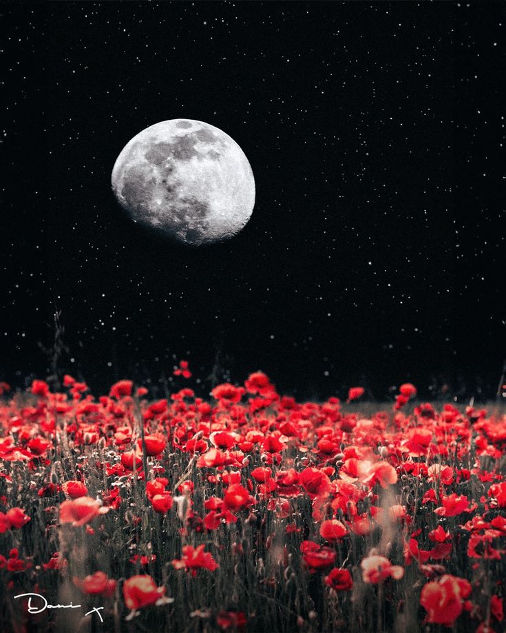 a field full of red flowers with the moon in the background