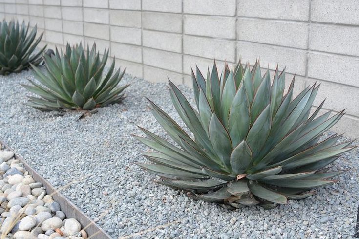 some very pretty green plants by the side of a brick wall with rocks and gravel