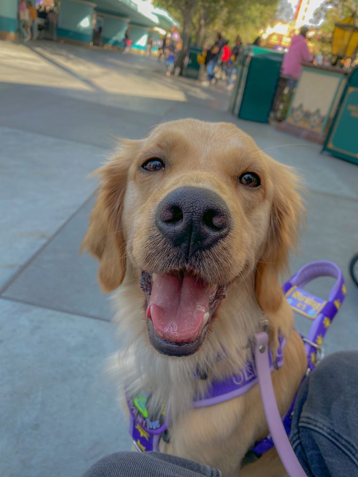 a close up of a dog on a leash