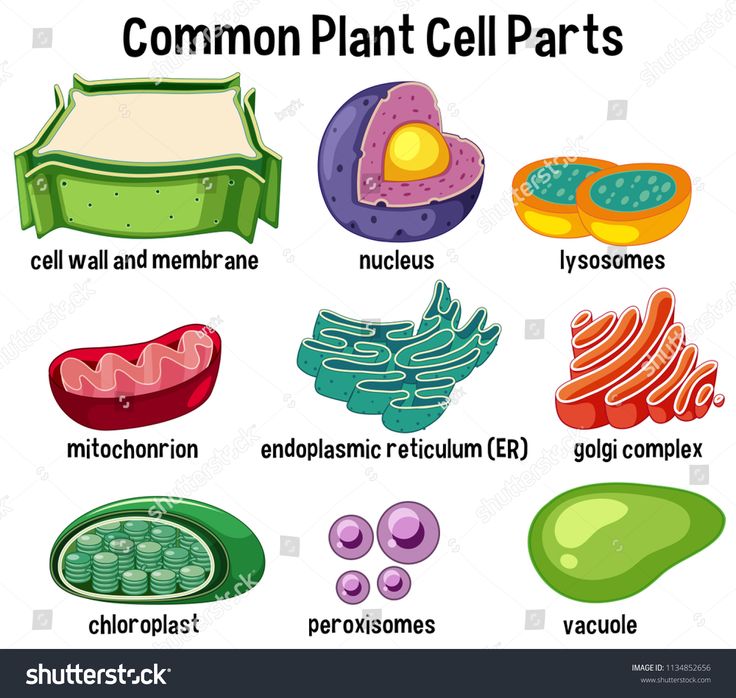 an image of different types of plants and their parts labeled in the words common plant cell parts