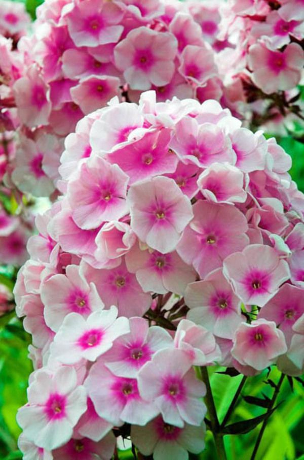 pink and white flowers are blooming in the garden