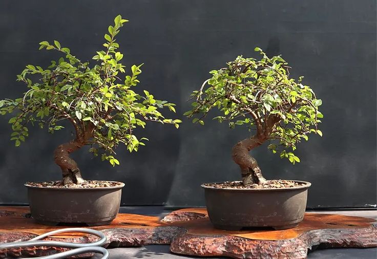 two bonsai trees sitting on top of wooden boards