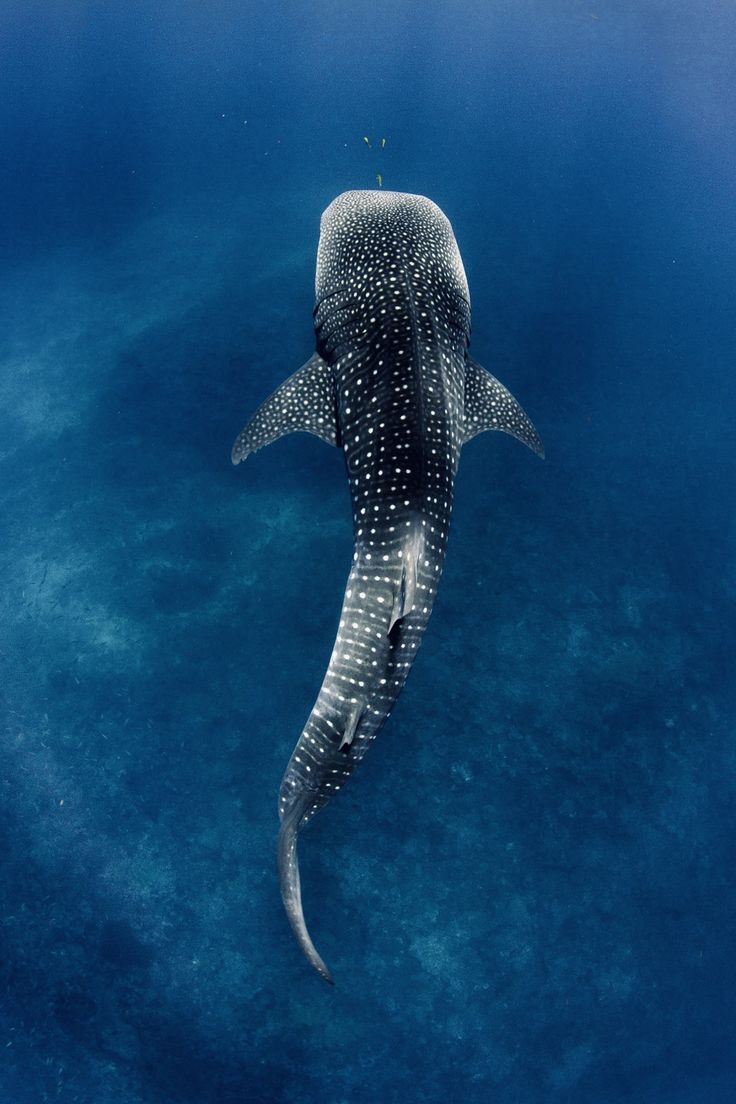 a whale shark swims in the blue water with it's tail sticking out