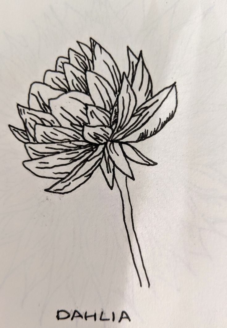 a drawing of a flower with the word dahl written in black ink on white paper