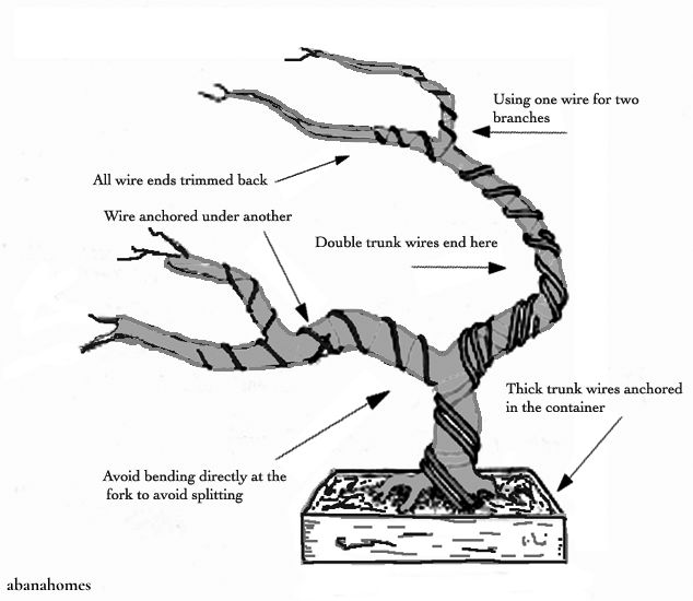 an image of a bonsai tree labeled in the diagram below it's branches