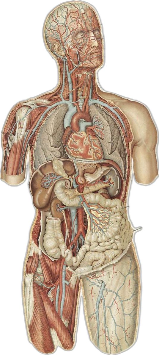 an image of the human body and organs