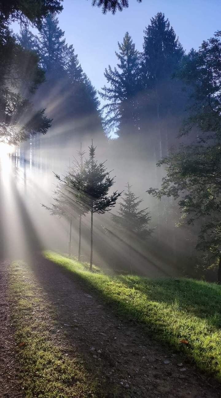 sunbeams shine through the foggy trees and grass