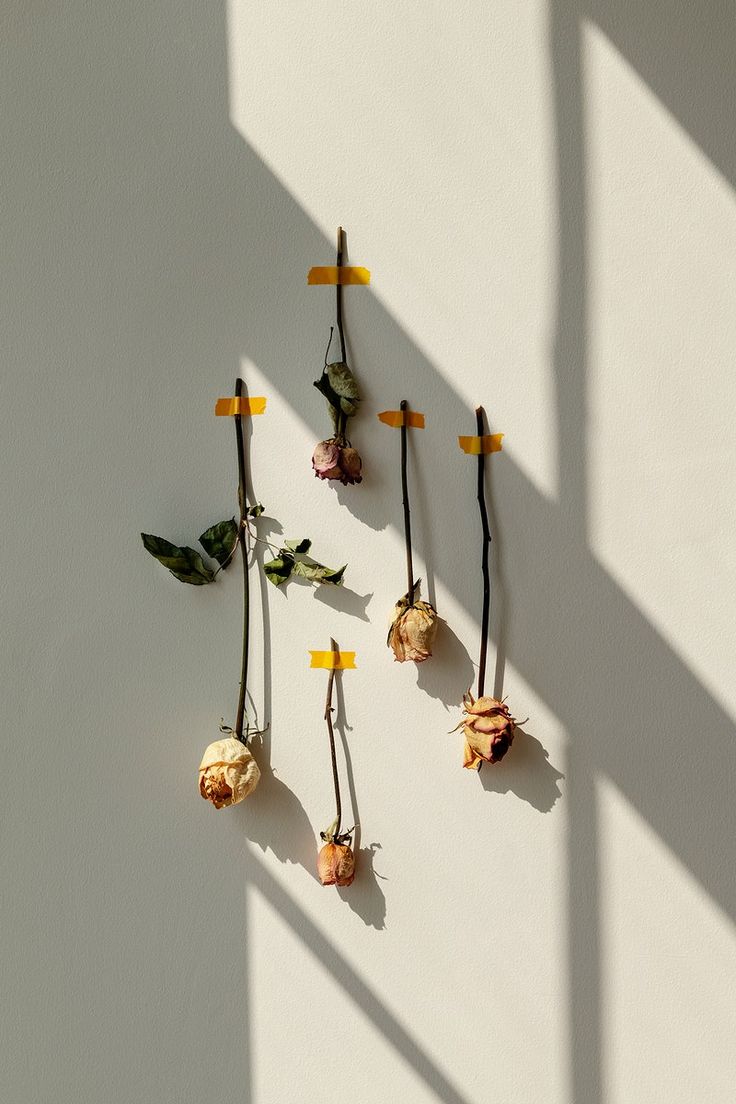 several dried flowers are arranged on a white wall in the sun with long stems sticking out of them