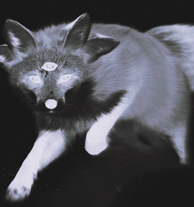 a black and white photo of a cat with its mouth open