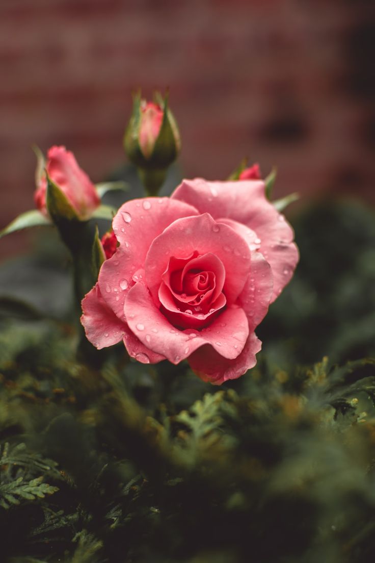 a pink rose with water droplets on it's petals in front of a brick wall