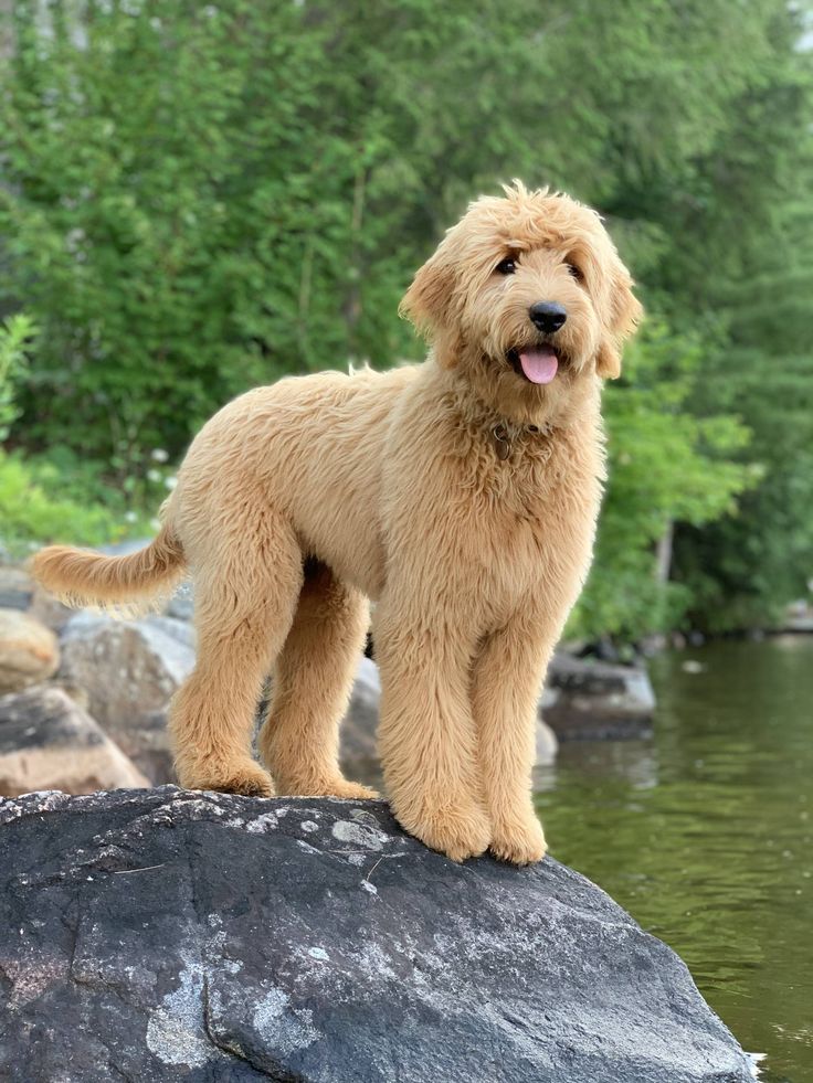 a brown dog standing on top of a rock next to a body of water with trees in the background