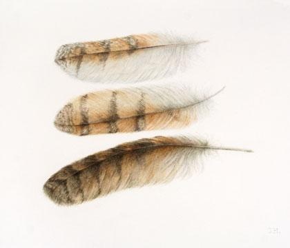 three feathers are shown on a white surface