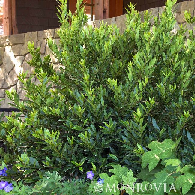 a bush with green leaves and blue flowers in front of a house on a sunny day