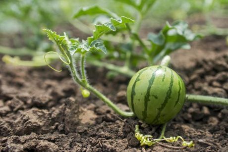 Plant Watermelon, Watermelon Farming, How To Grow Watermelon, Watermelon Patch, Watermelon Plant, Trending Crafts, Fresh Watermelon, Beautiful Fruits, Gardening Advice