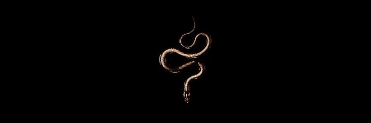 a snake in the dark with its tail curled up