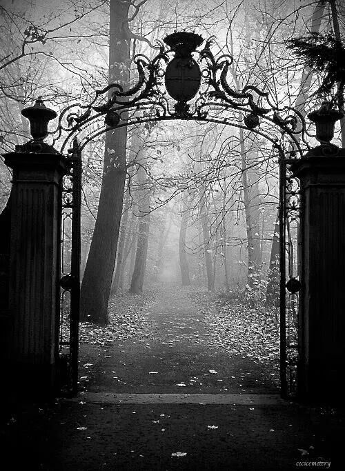 an iron gate in the middle of a forest