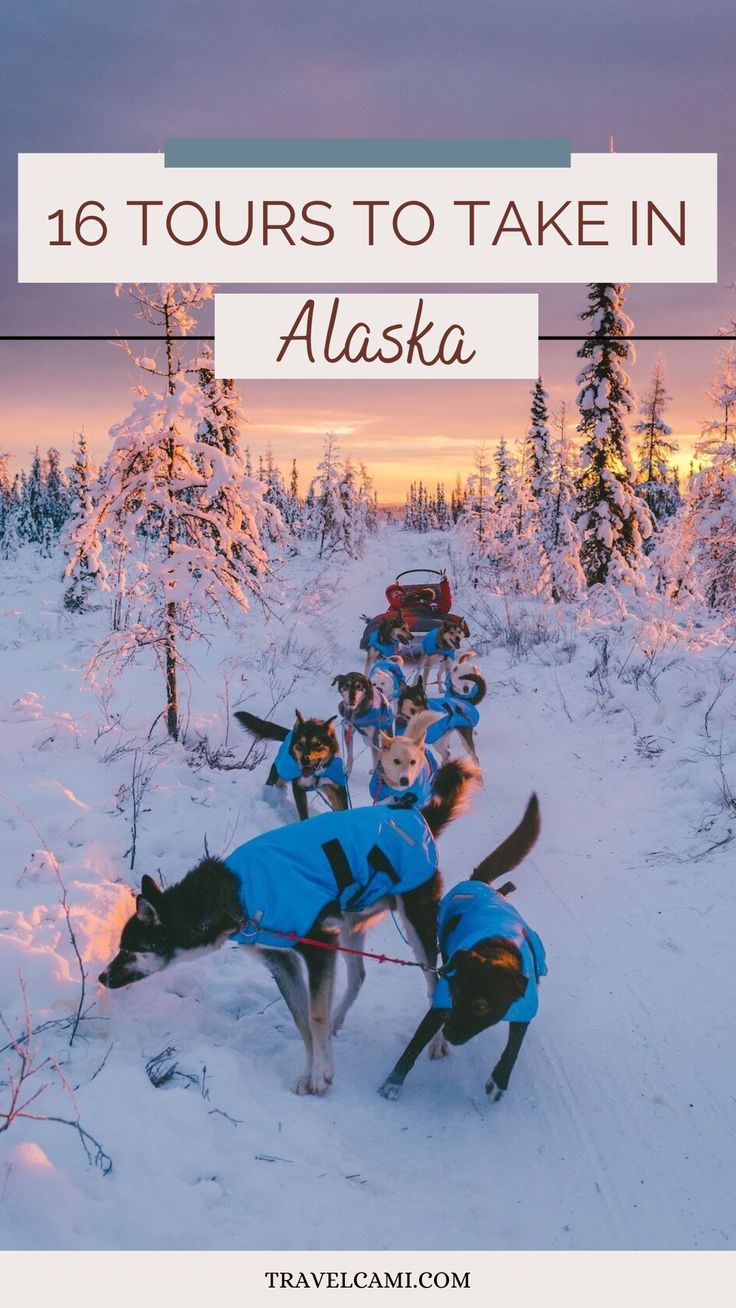 alaska the ultimate winter guide with dogs in blue jackets on snow covered ground and trees