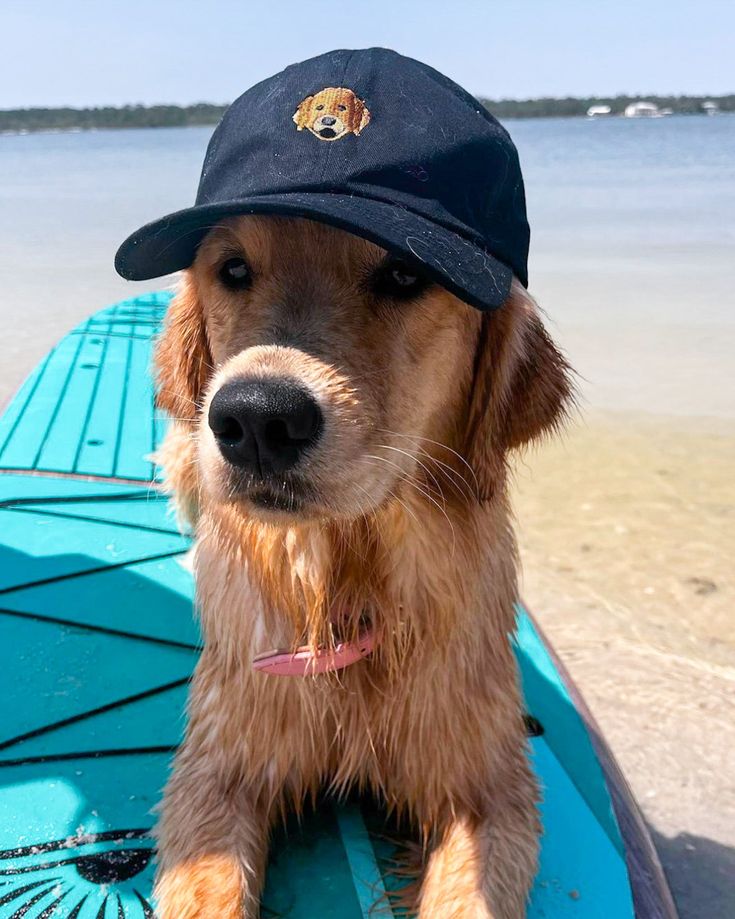 a brown dog wearing a hat sitting on top of a surfboard next to the ocean