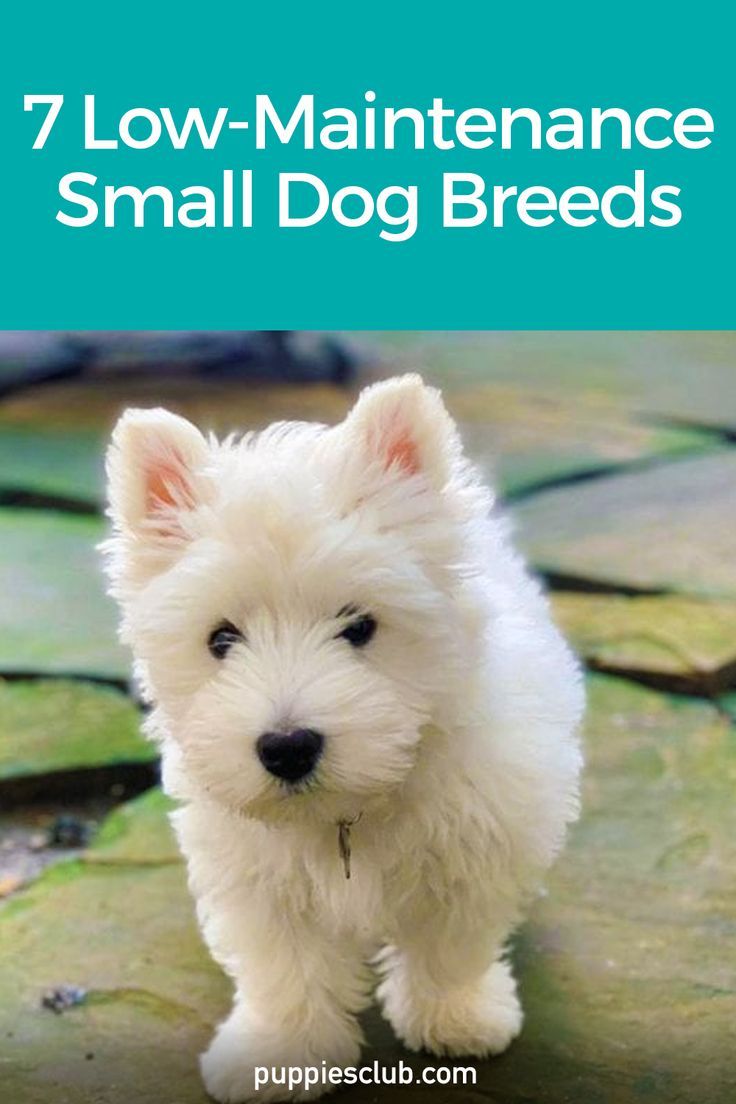 low-maintenance-small-dogs Cutest Small Dog Breeds, Best Small Dog Breeds, Best Small Dogs, Cute Small Dogs, Dog Breeds List, Dog Pool, Best Dog Breeds, Dogs And Kids, Tiny Dogs