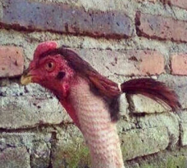 a close up of a chicken near a brick wall with grass on it's head