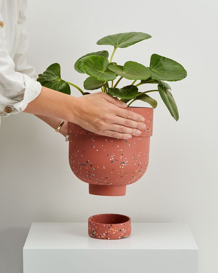 a person holding a potted plant on top of a table