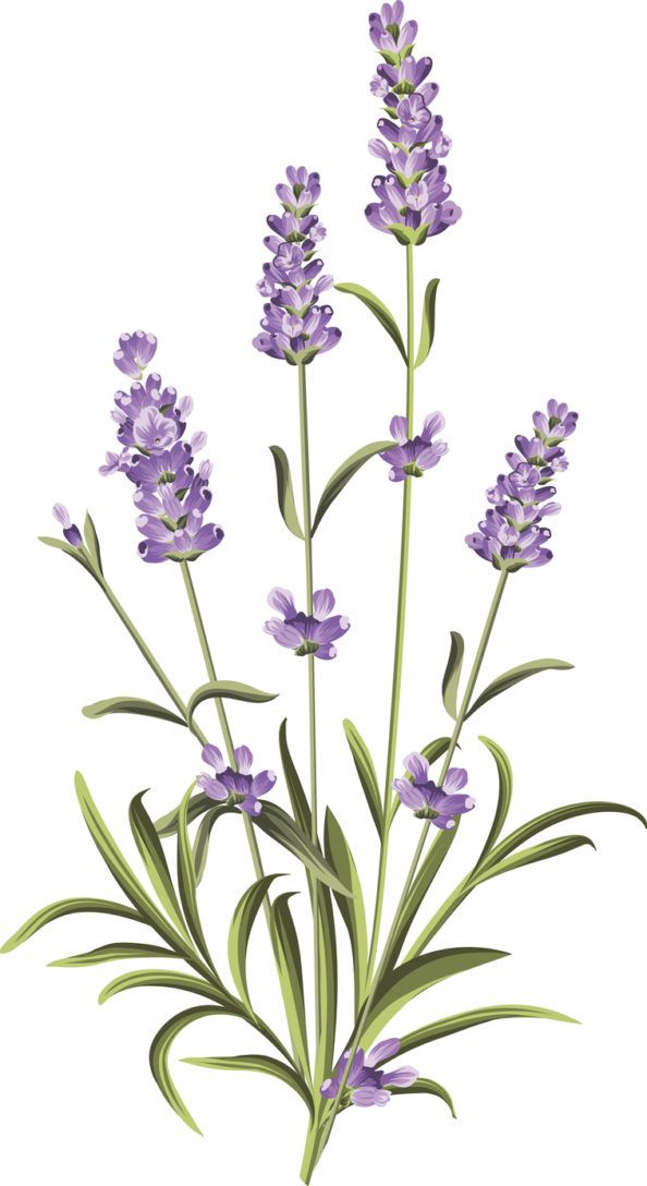 purple flowers with green stems on a white background