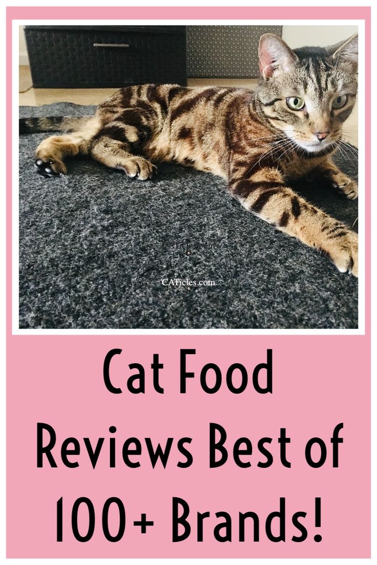 a cat laying on top of a carpet next to a pink sign that says cat food review best of 100 + brands