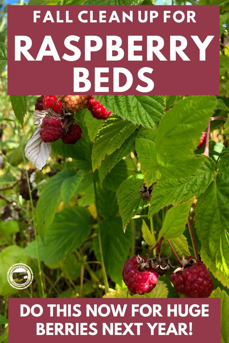 raspberry plants with the text fall clean up for raspberry beds do this now for huge berries next year