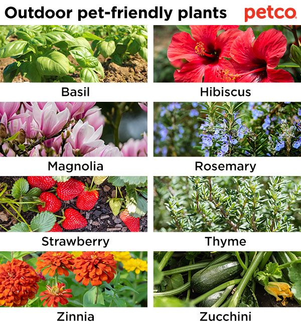 various types of flowers and plants with names