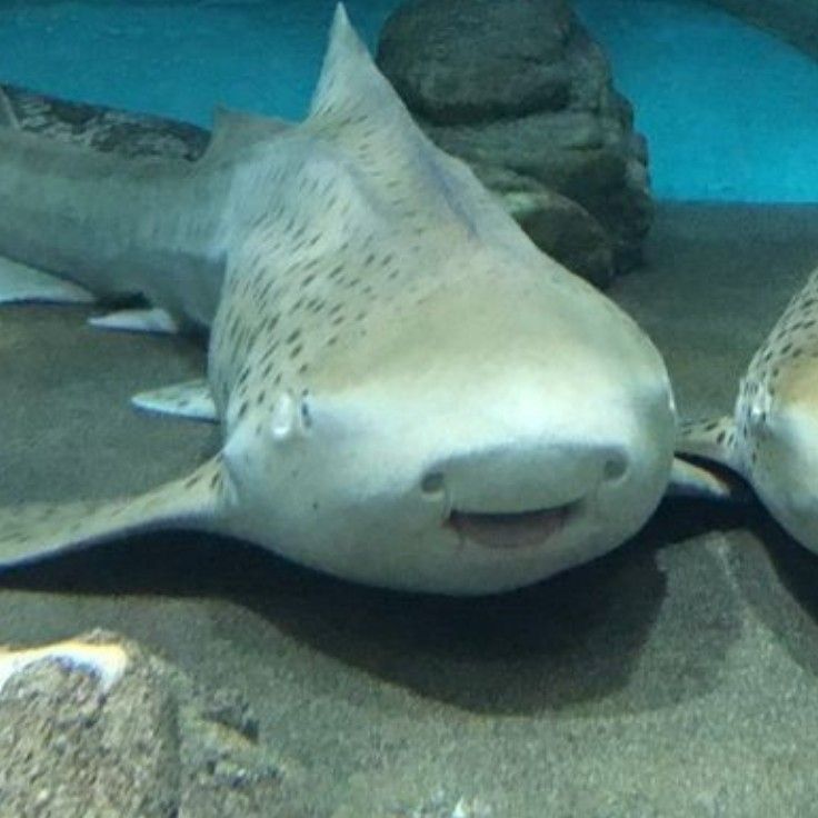 two large sharks laying on the sand in an aquarium