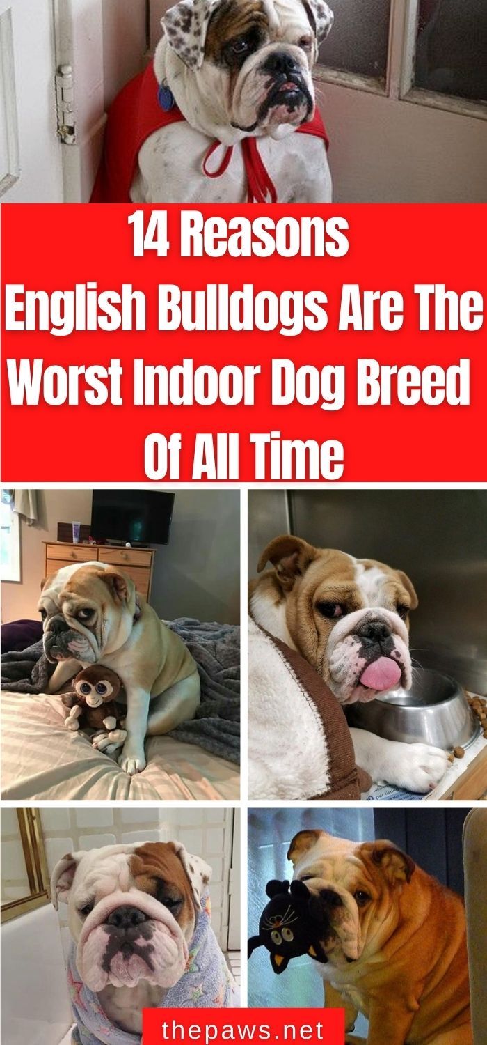 bulldogs are the worst indoor dog breed of all time